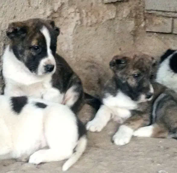 توله سگ الابای نرو ماده زیر فی نگهبان گله ای محافظ|سگ|اصفهان, شهرک کاوه|دیوار