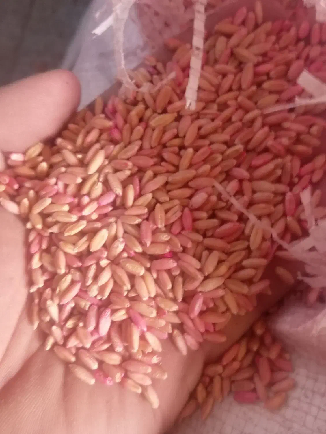 گندم بذری باران|خدمات باغبانی و درختکاری|قیدار, |دیوار