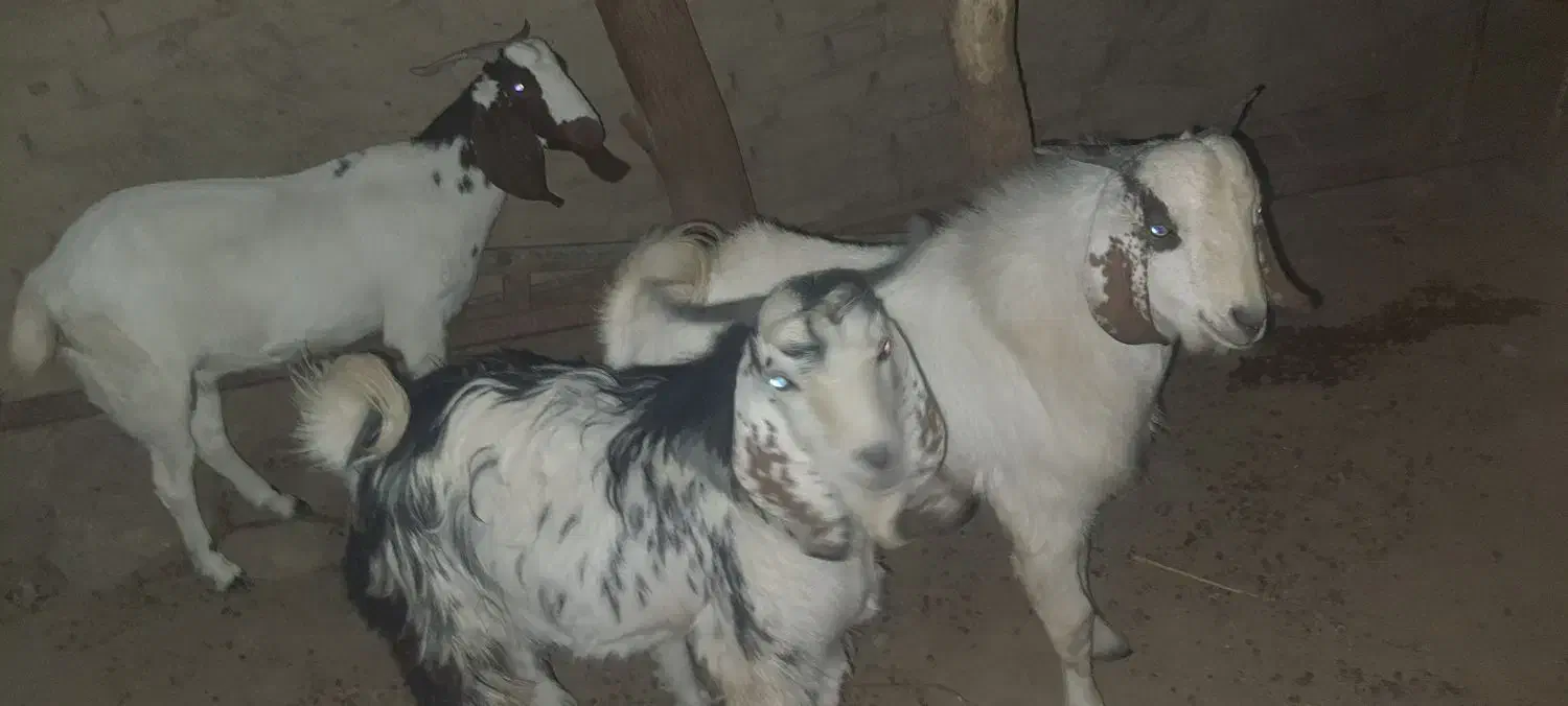 بزه گوشتی|حیوانات مزرعه|کرباسک, |دیوار