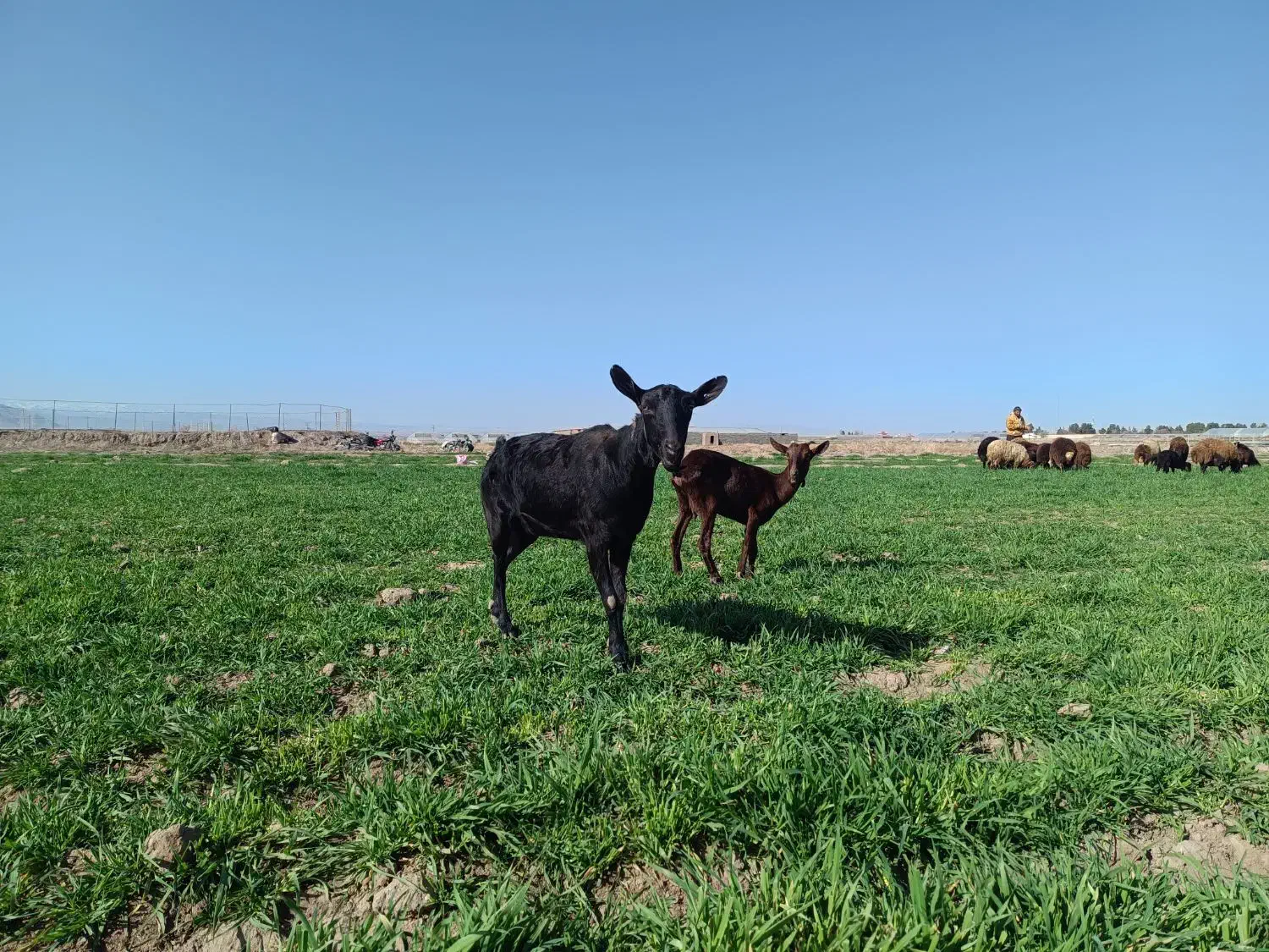 بز مورسیا|حیوانات مزرعه|فریمان, |دیوار