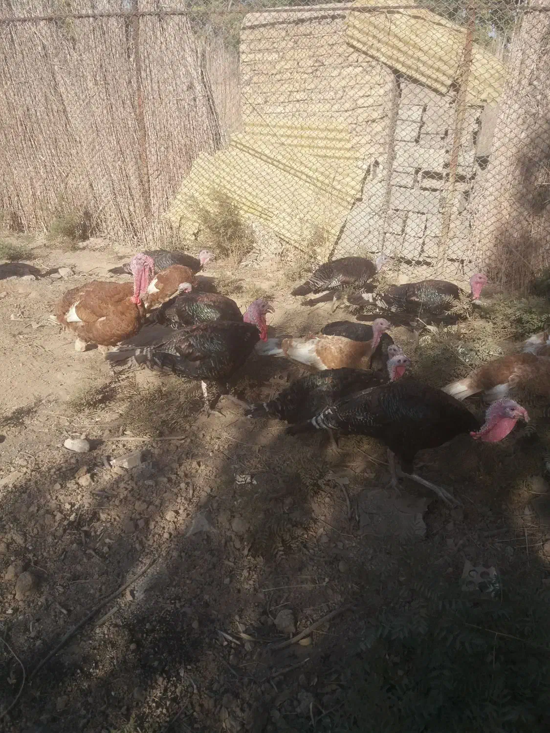 تُخمِ نُطفِه دارِ بوقلمونِ نِژادِ بُرُنز و بوربُن|حیوانات مزرعه|باقرشهر, |دیوار