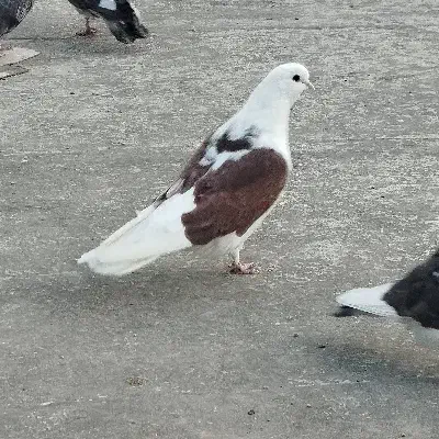 پشتار نر|پرنده|اردبیل, |دیوار