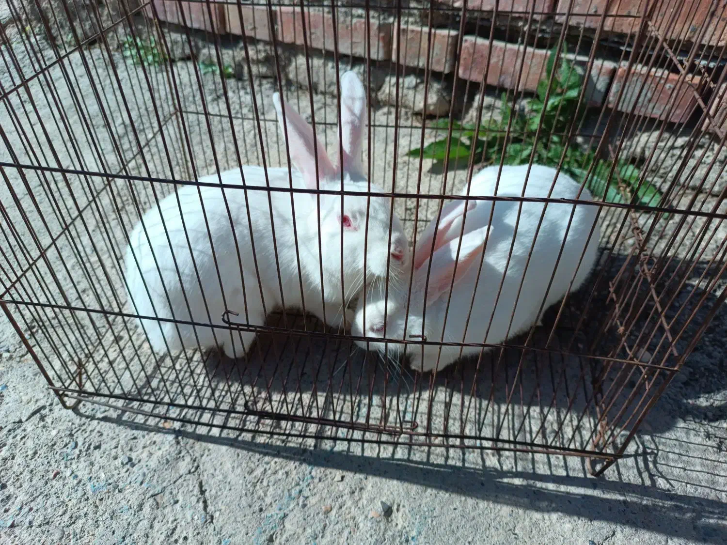 یه. جفت خرگوش بفروش می‌رسد|موش و خرگوش|گنبد کاووس, |دیوار