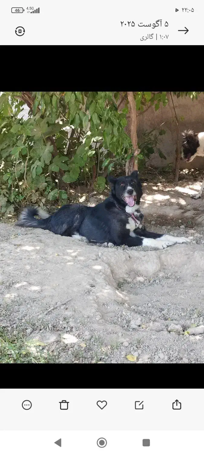 واگذاری سگ|سگ|اهواز, اهواز|دیوار