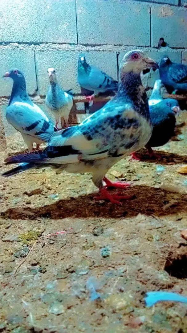 کبوتر|پرنده|صادق آباد, |دیوار