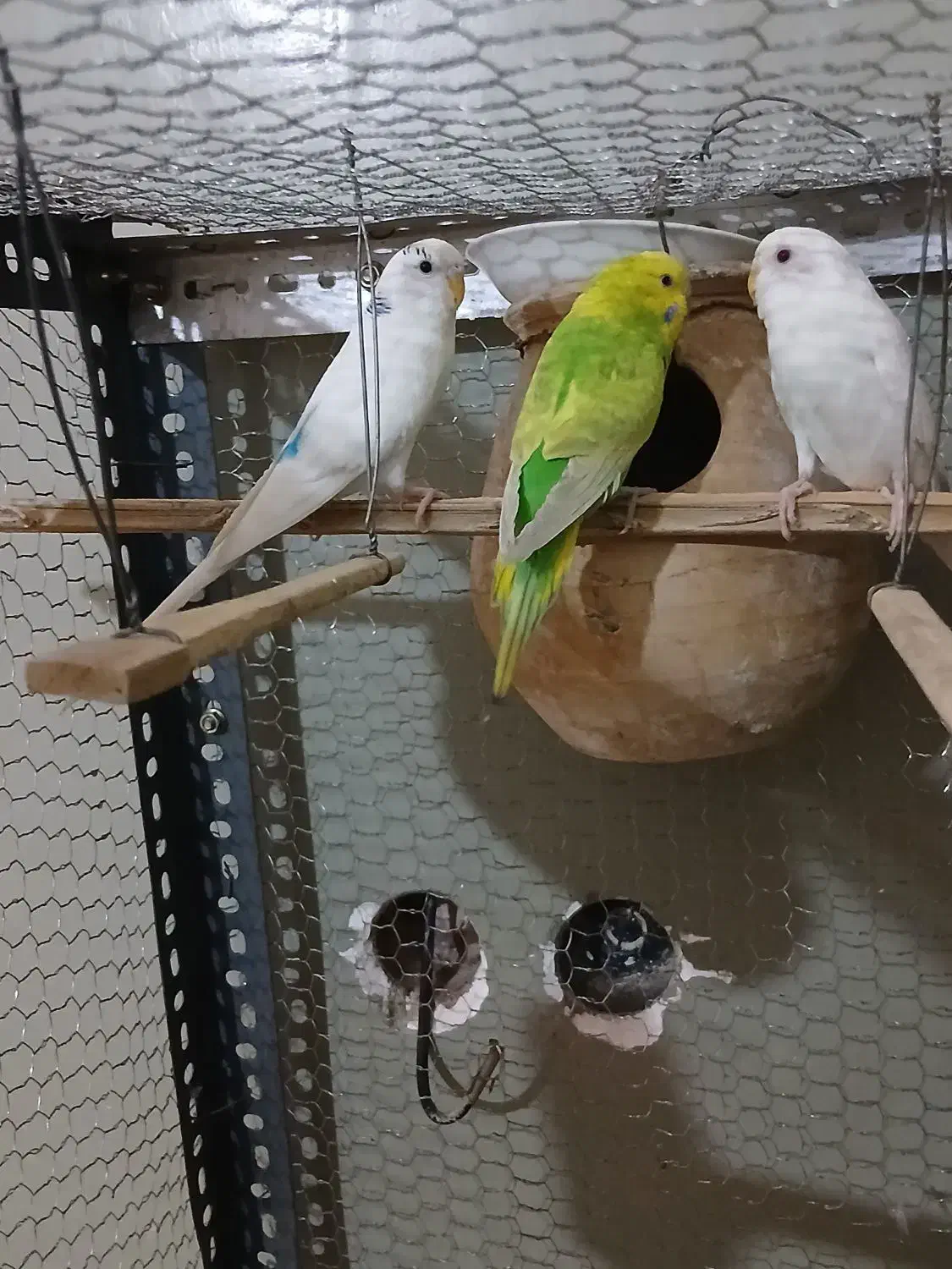 مرغ عشق فروشی|پرنده|ایرانشهر, |دیوار