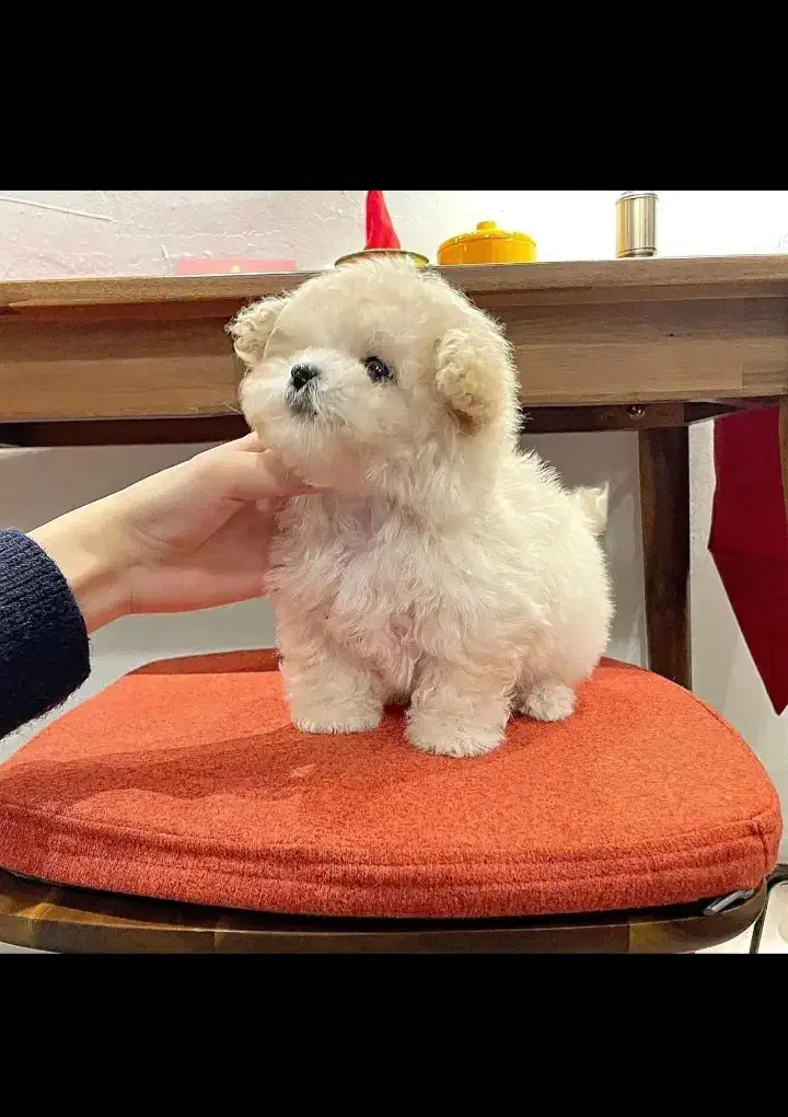 واگذاری پت های ۵۰۰ گرمی تا ۱ کیلو گرمی|سگ|شیراز, شهرک گلستان|دیوار