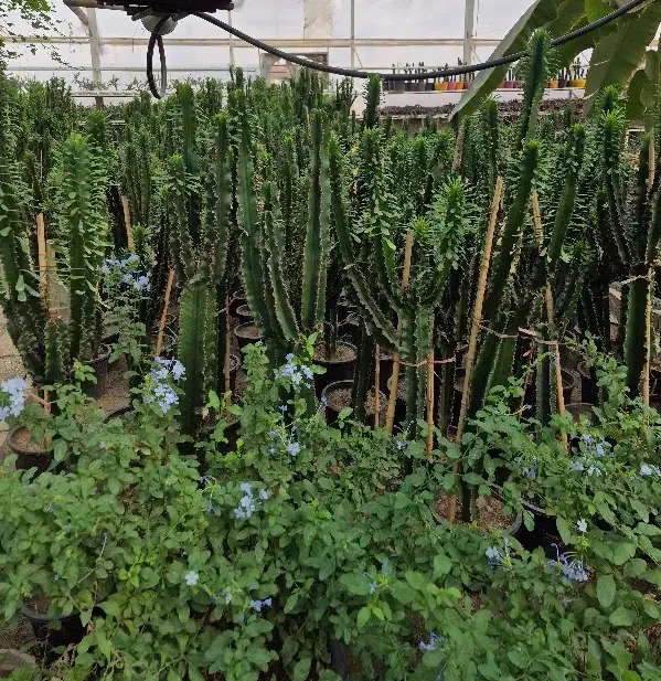 گل و گیاه طبیعی|گل و گیاه طبیعی|پاکدشت, پاکدشت (مامازند)|دیوار