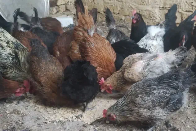 مرغ محلی|حیوانات مزرعه|مشهد, شهید شهریاری|دیوار