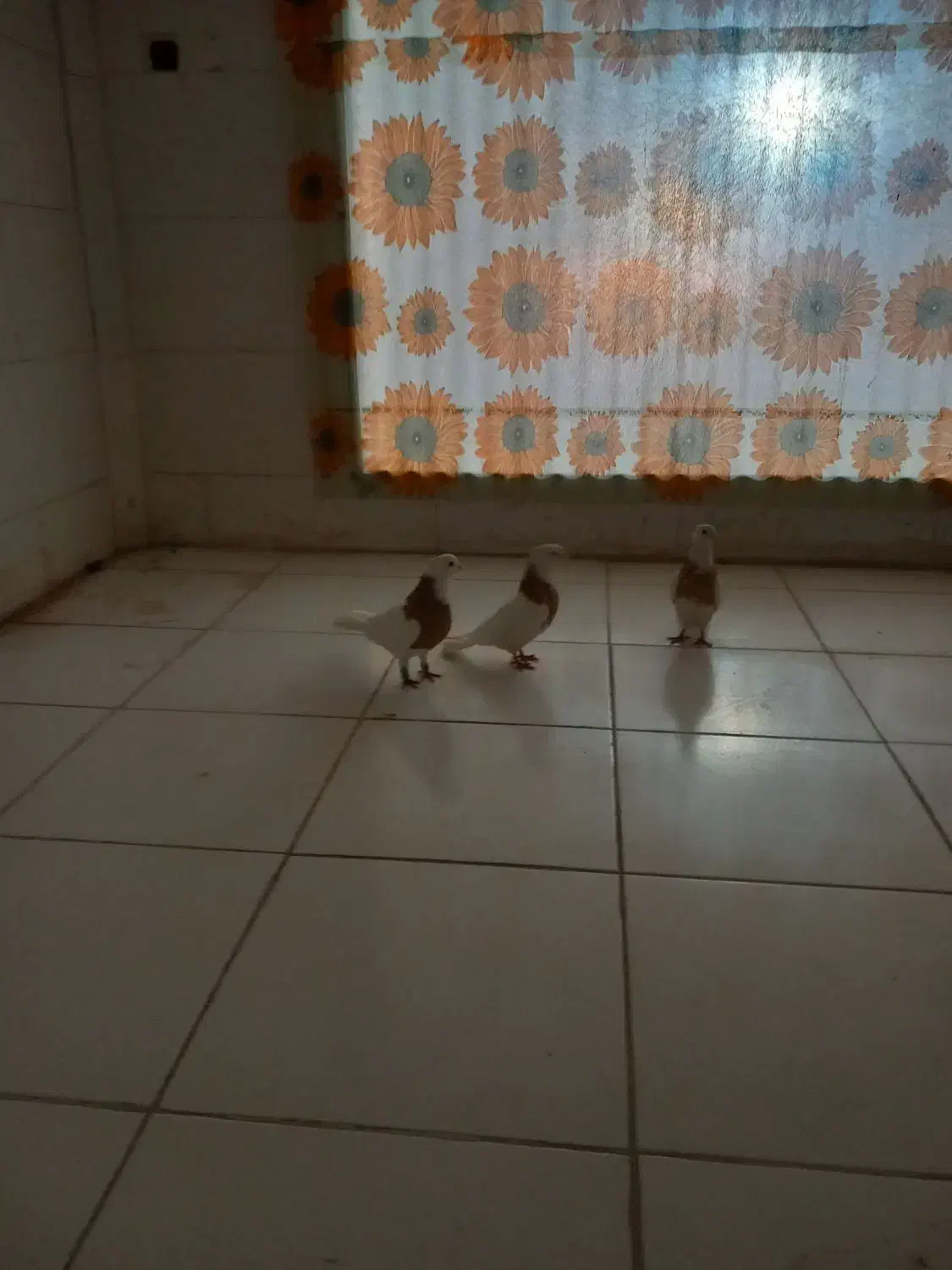 فروش کبوتر|پرنده|گتوند, |دیوار