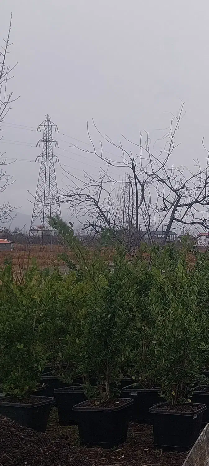 یاس هلندی|خدمات باغبانی و درختکاری|تنکابن, |دیوار