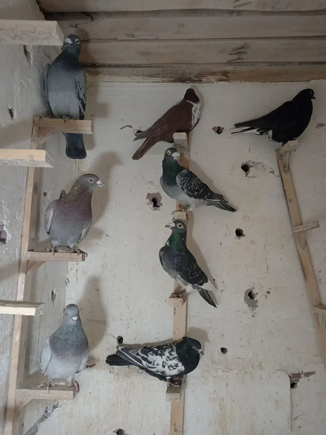 چند عدد کبوتر برا فروش زرند هستن|پرنده|زرند, |دیوار