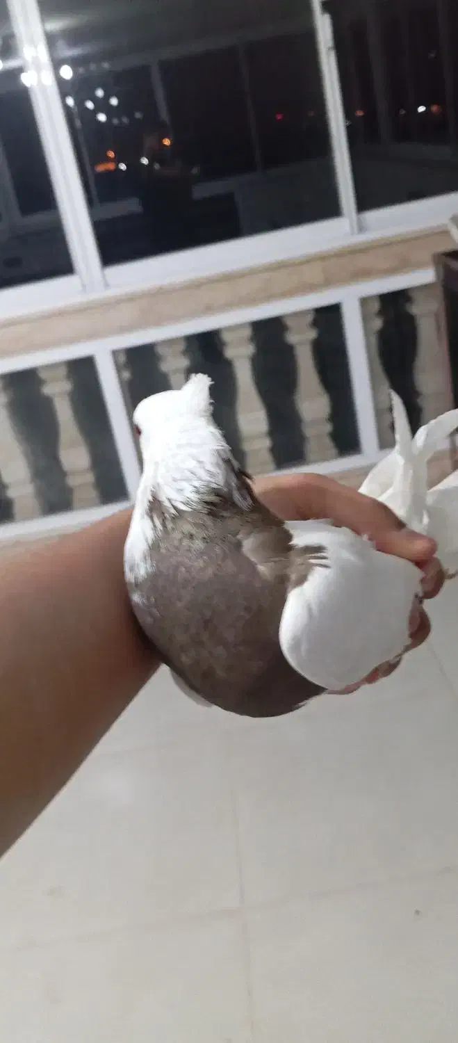 کبوتر|پرنده|بهشهر, |دیوار