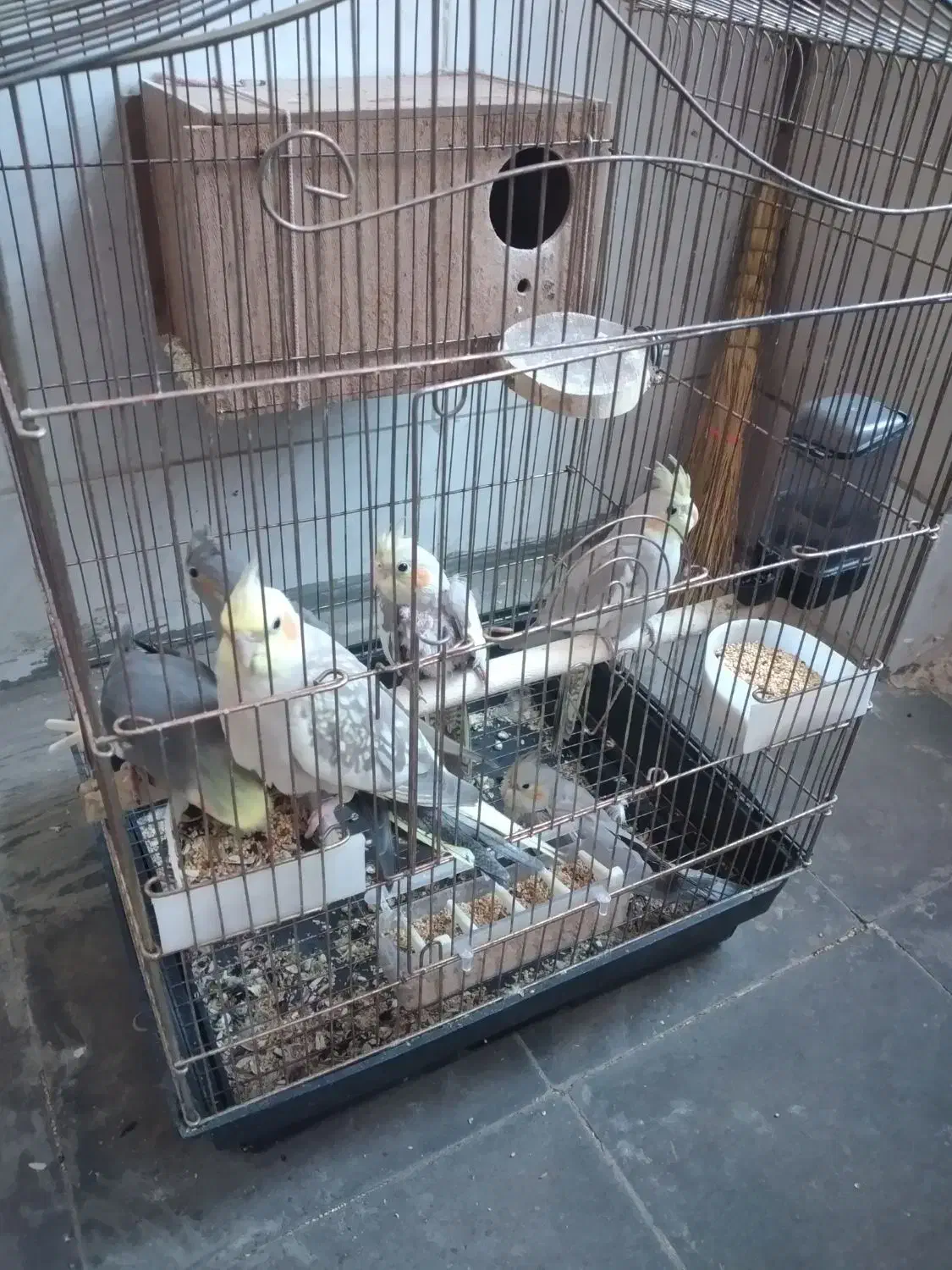 عروس هلندی مولد|پرنده|اردبیل, |دیوار