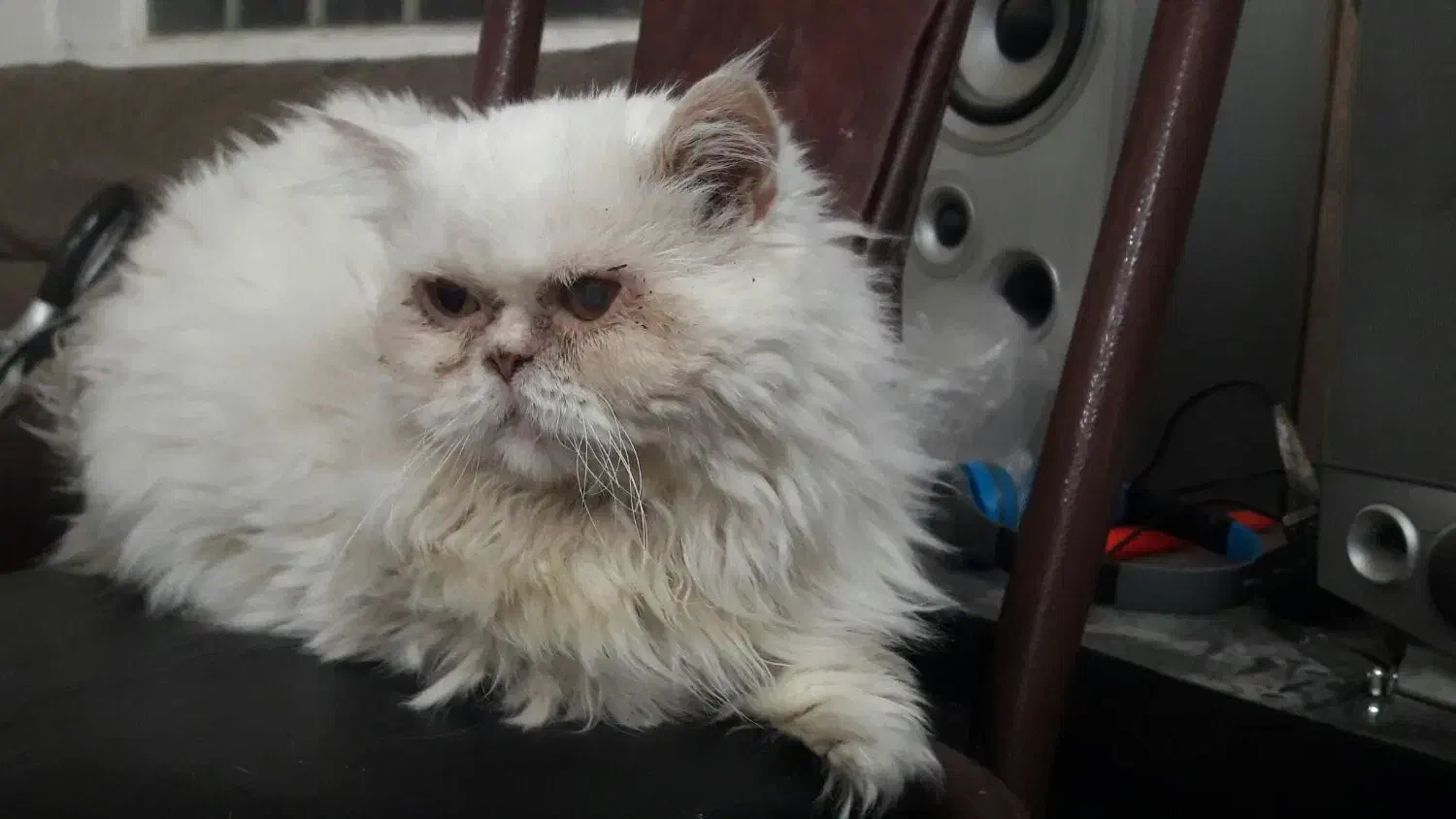 گربه پرشین اصل نر و ماده|گربه|اندیمشک, |دیوار