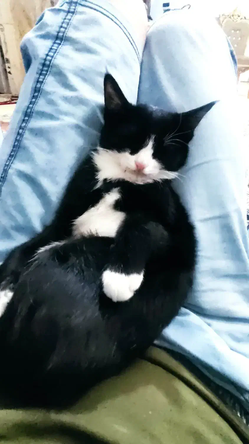 گربه گمشده|حیوانات|انار, |دیوار