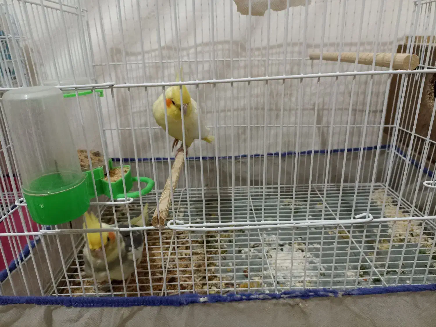 عروس هلندی مولد|پرنده|مینودشت, |دیوار