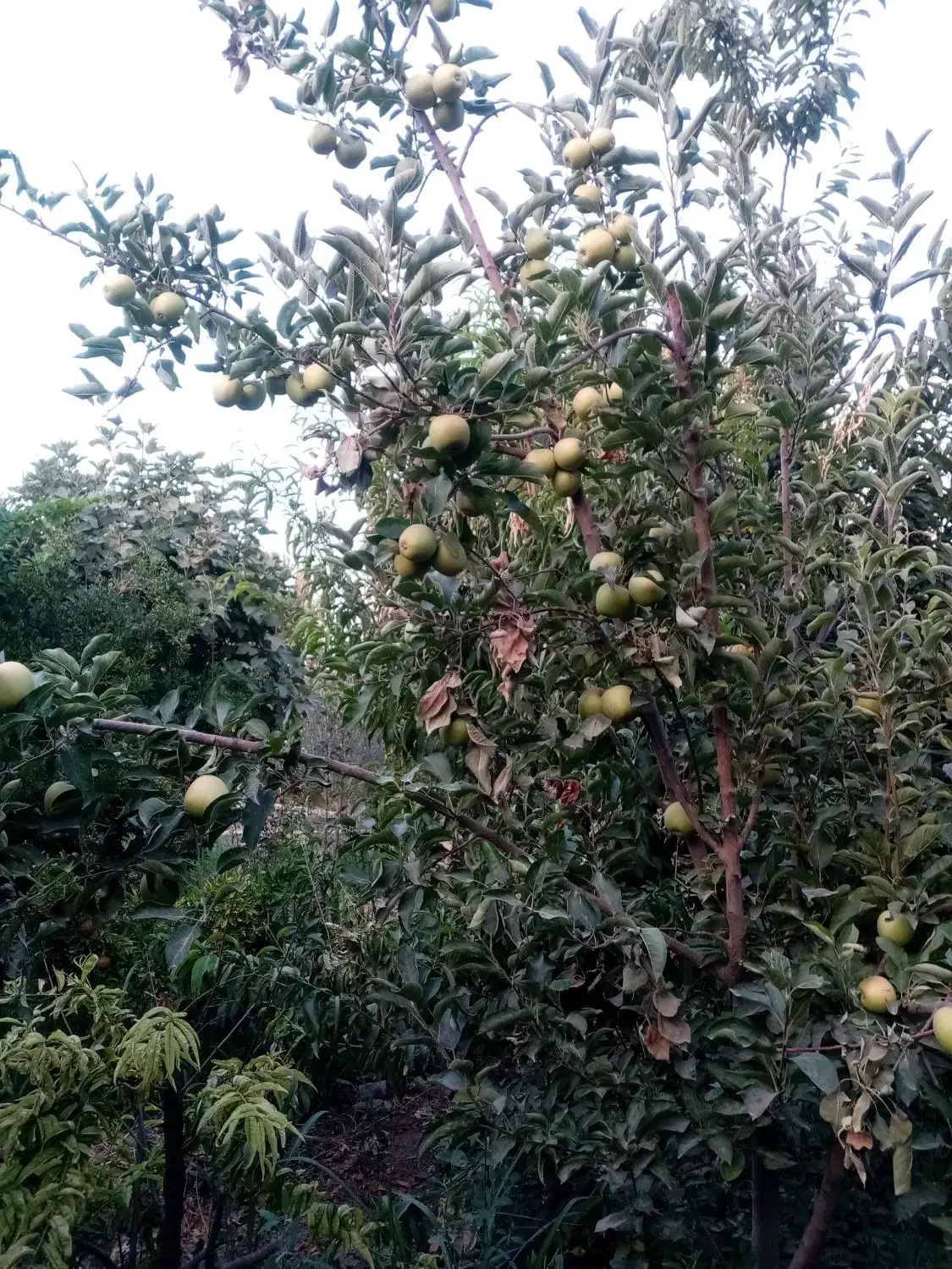 خرمالو شیرین|خوردنی و آشامیدنی|تهران, امام حسین|دیوار