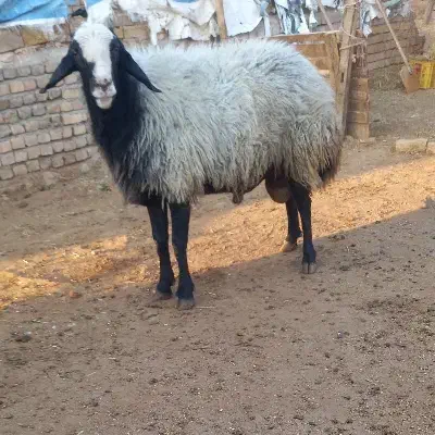 قوچ شالی|حیوانات مزرعه|ضیاء آباد, |دیوار