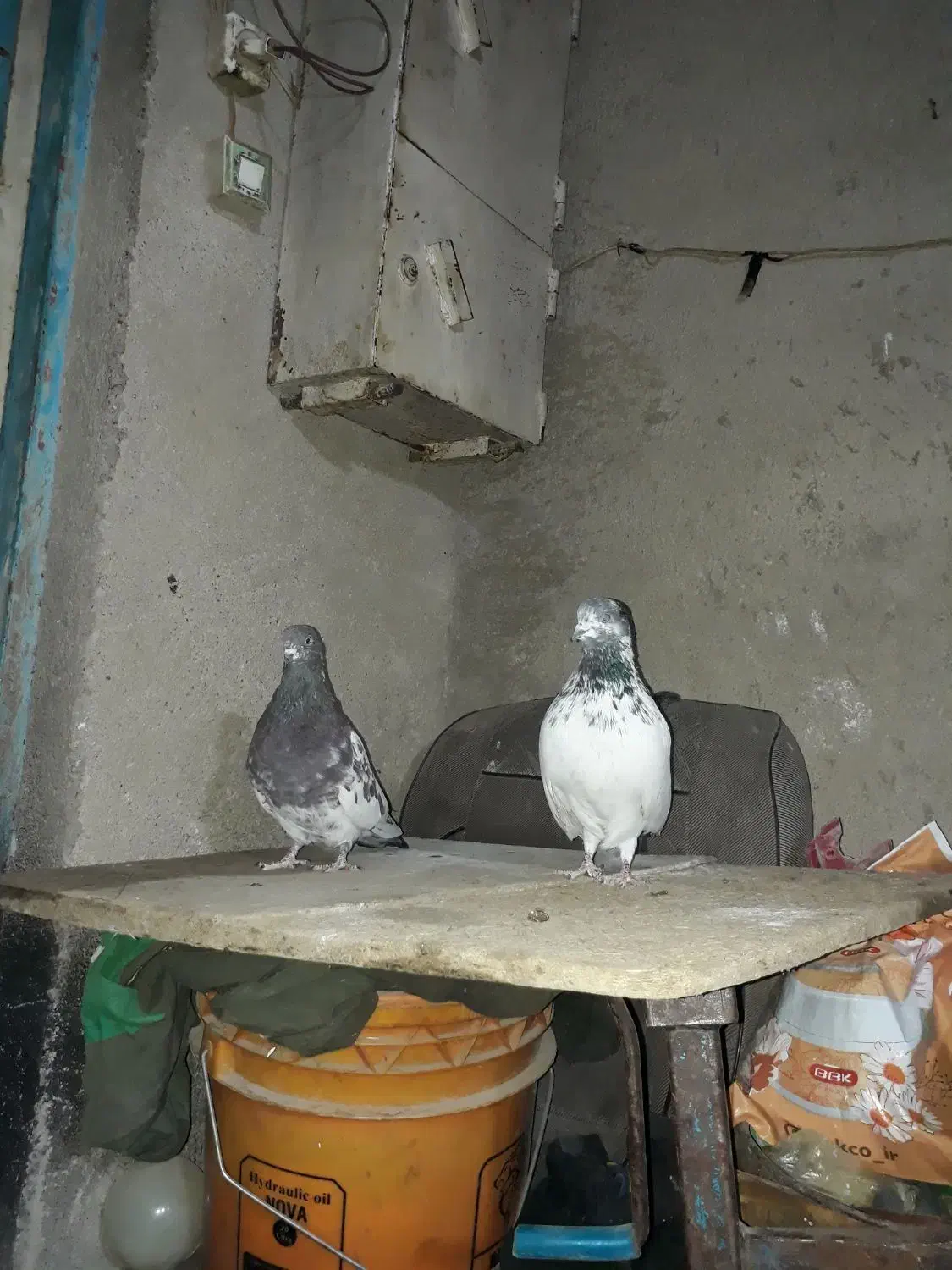 کفتر|پرنده|سیلاخور, |دیوار