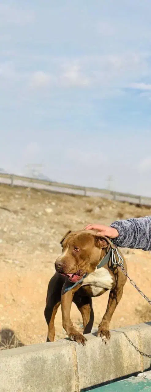 پیت بول|سگ|کرج, گلشهر|دیوار