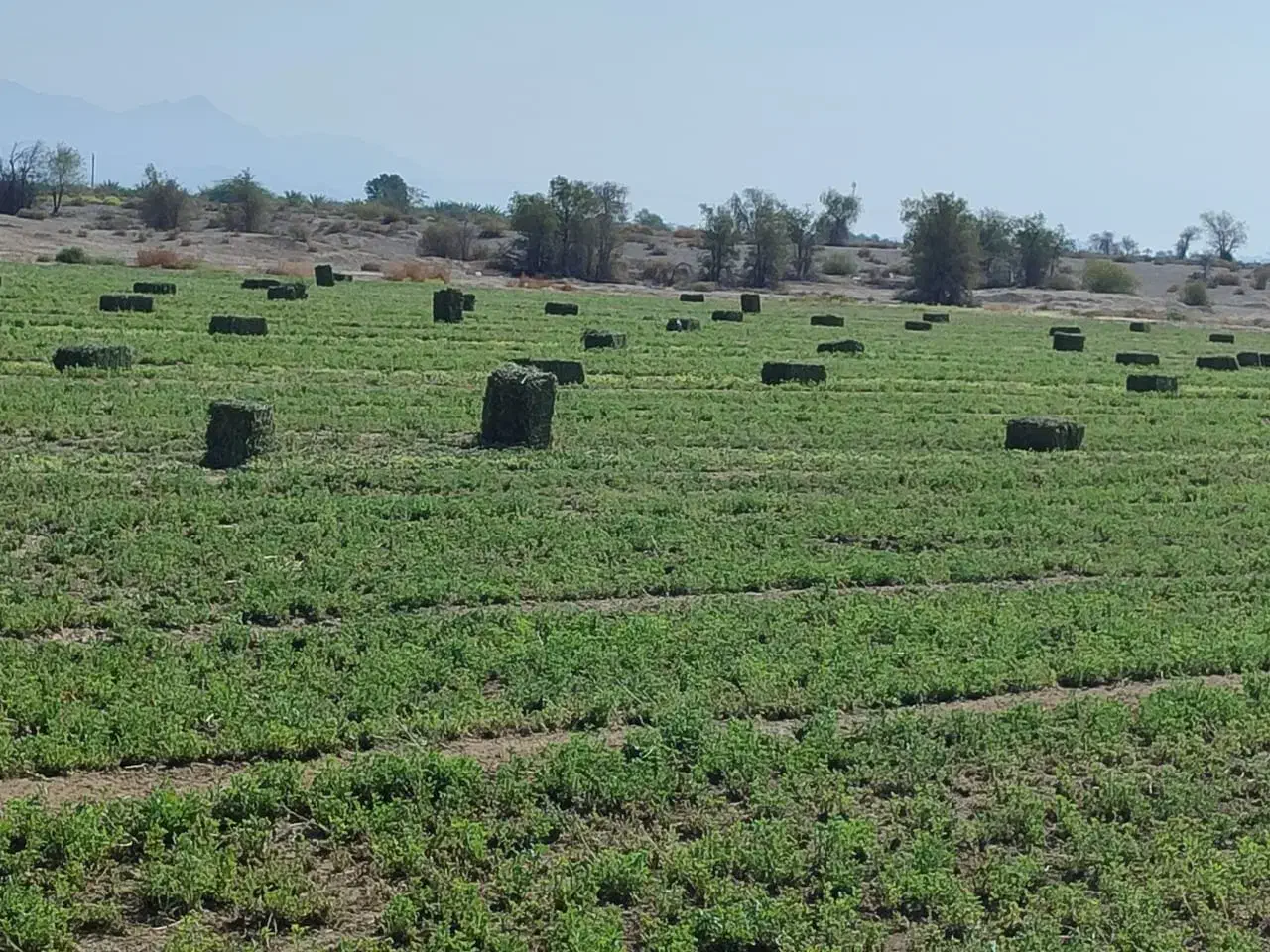 فروش یونجه در منطقه رودخانه|خدمات باغبانی و درختکاری|رودخانه, |دیوار