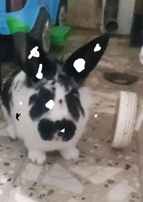 خرگوش معاوضه با پرنده|موش و خرگوش|دورود, |دیوار