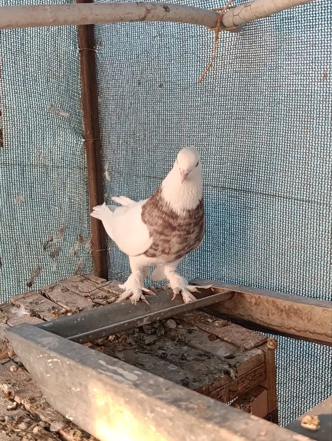 طوقی هفت رنگ|پرنده|اصفهان, حصه شمالی|دیوار