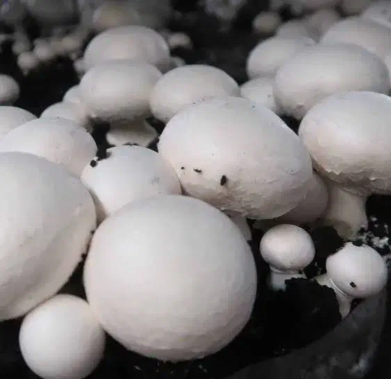 فروش قارچ فله و بسته بندی ، عمده و خرده فروشی|خوردنی و آشامیدنی|گرگان, |دیوار