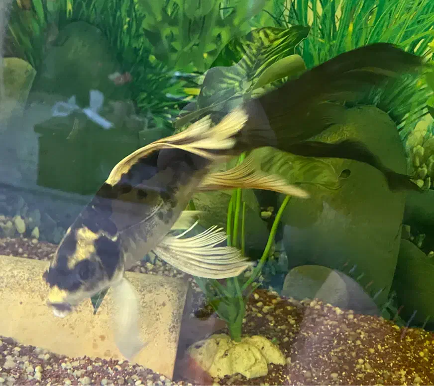 کوی مایان و باترفلای|ماهی|ری, جوانمرد قصاب|دیوار