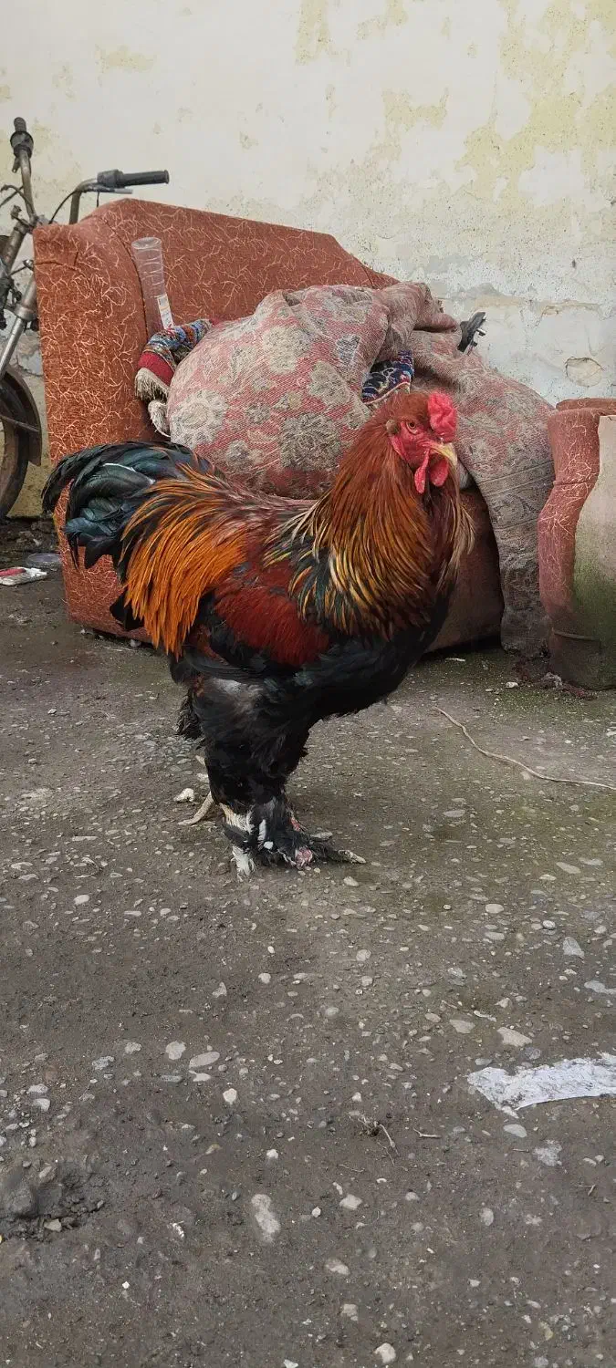 برهما پارتریچ|حیوانات مزرعه|آستانه اشرفیه, |دیوار