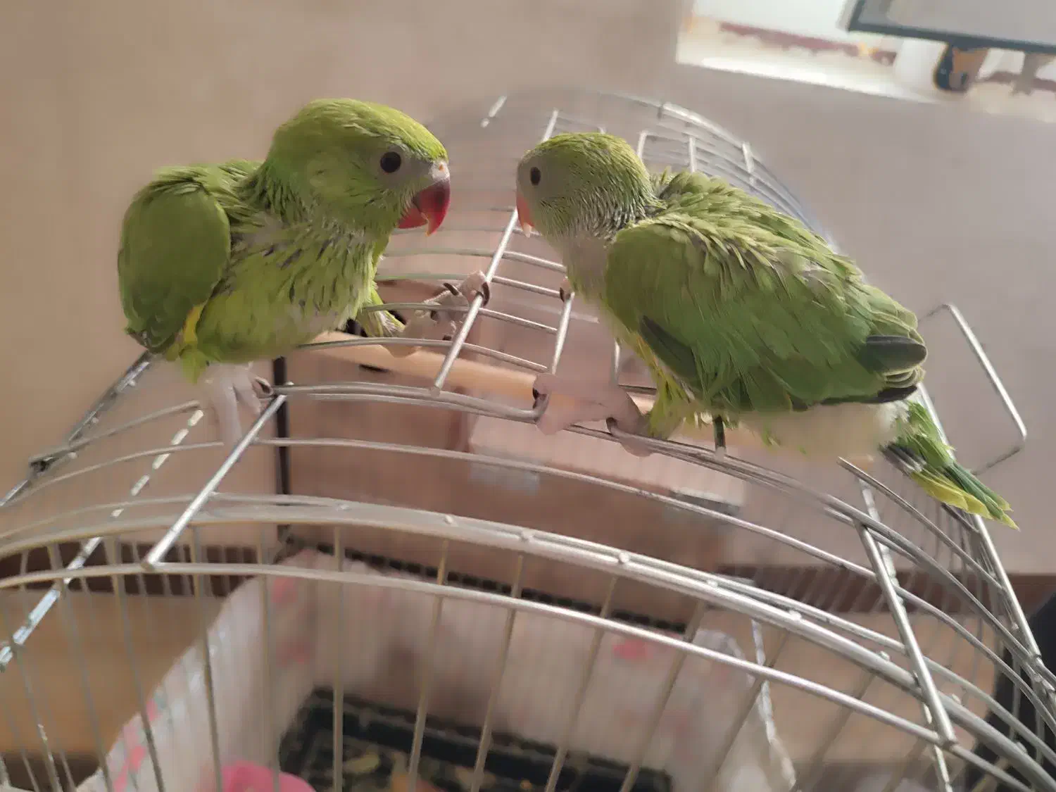 جوجه ملنگو|پرنده|سرپل ذهاب, |دیوار