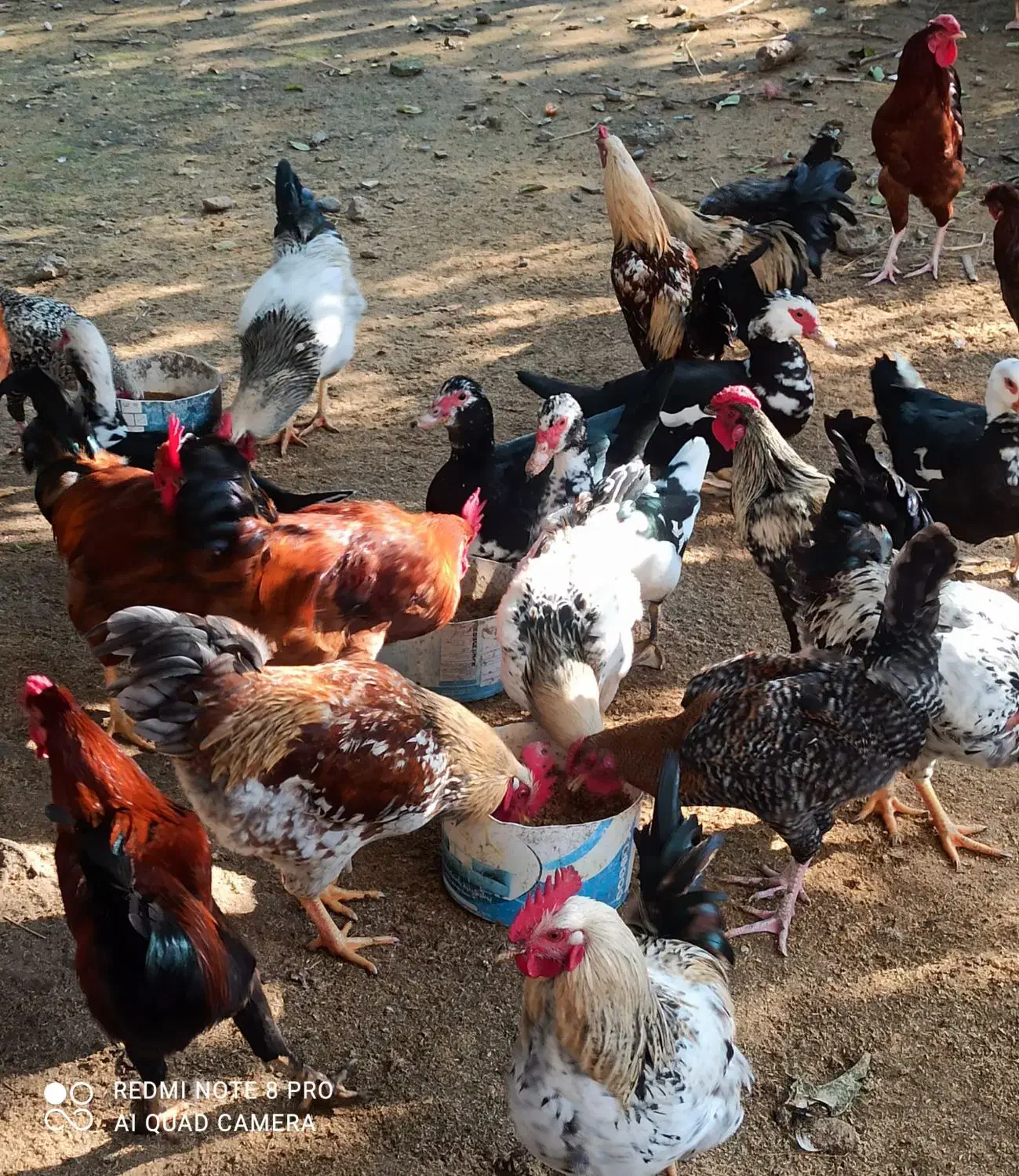 خروس محلی برای قربانی و نسل گیری|حیوانات مزرعه|نوشهر, |دیوار