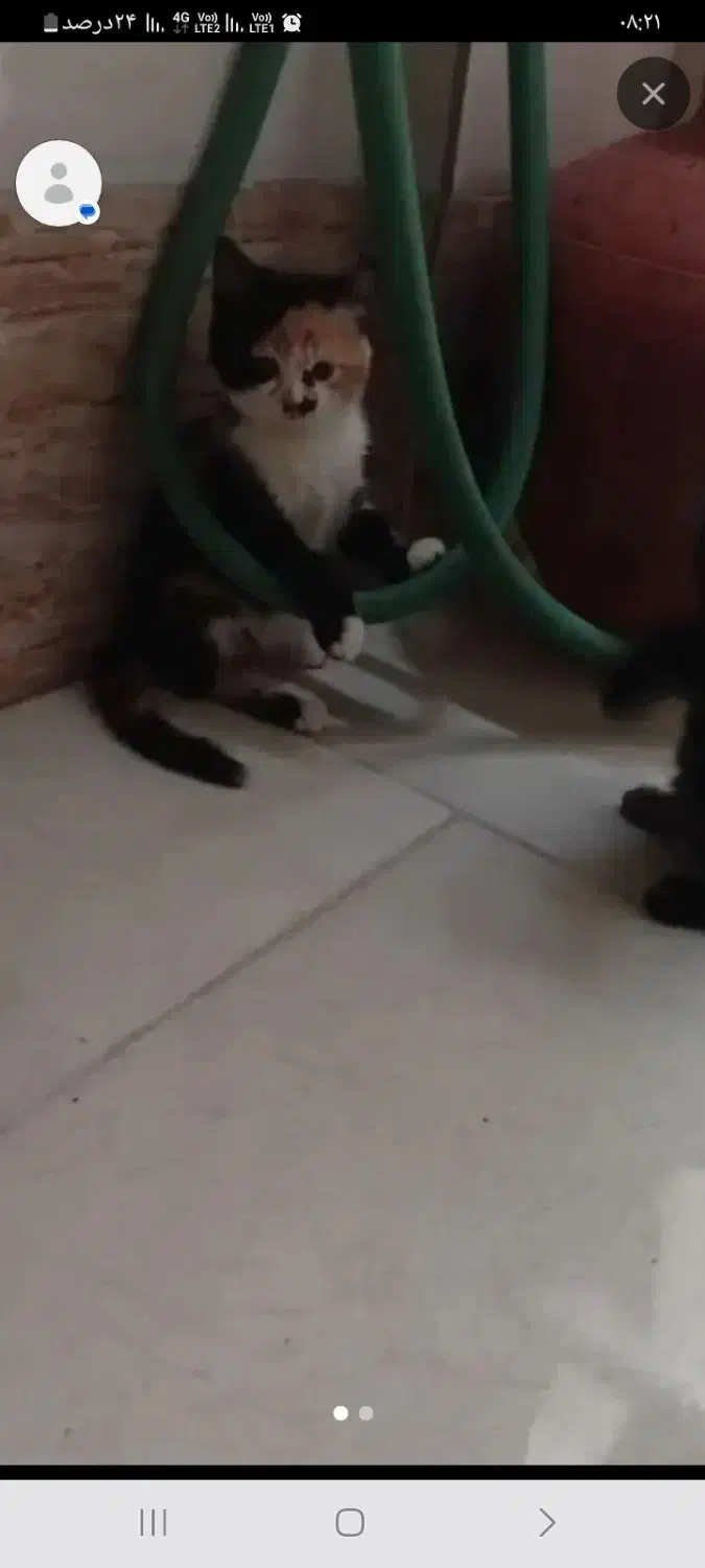 بچه گربه|گربه|یزد, |دیوار