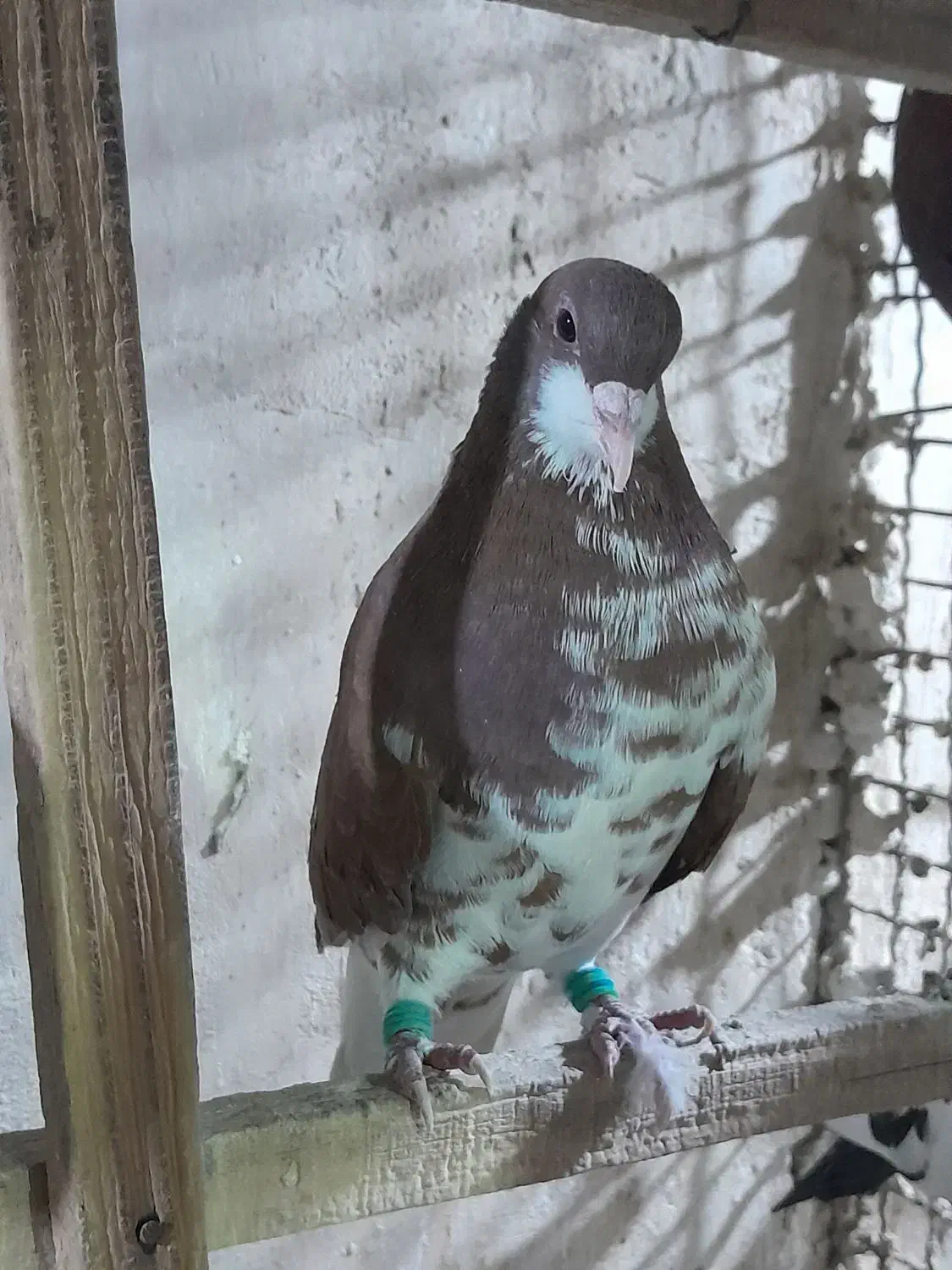 شهری بی عیب خوبو|پرنده|شیراز, تندگویان|دیوار