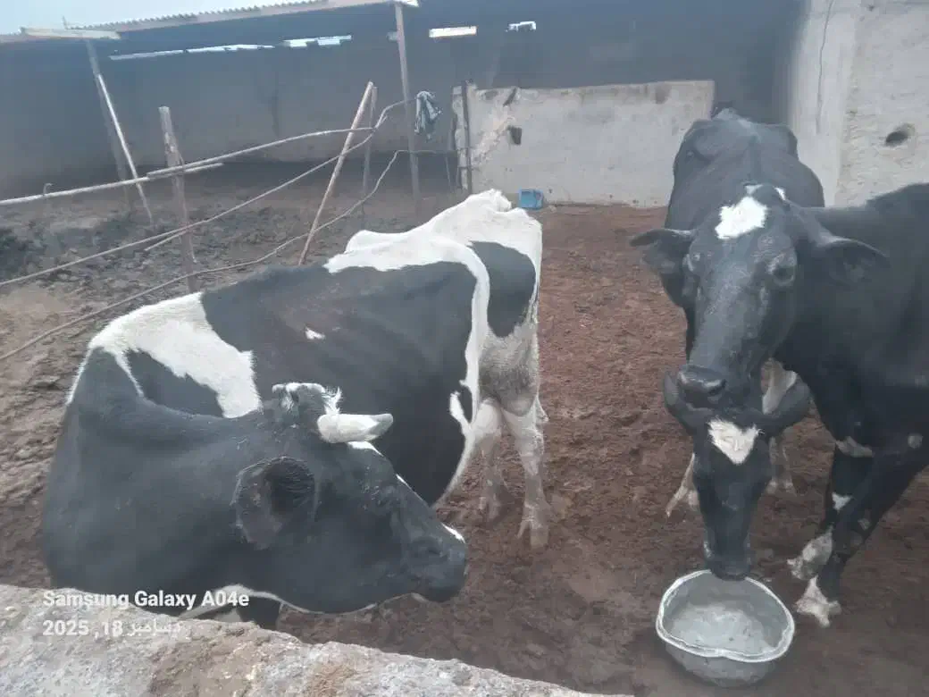 فروش 7 راس گاو و 4 راس گوساله|حیوانات مزرعه|کشکوئیه, |دیوار