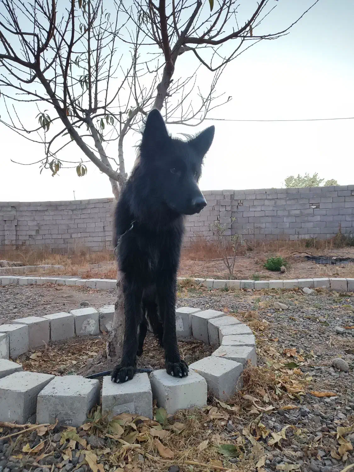 گمشده|حیوانات|زنجان, |دیوار