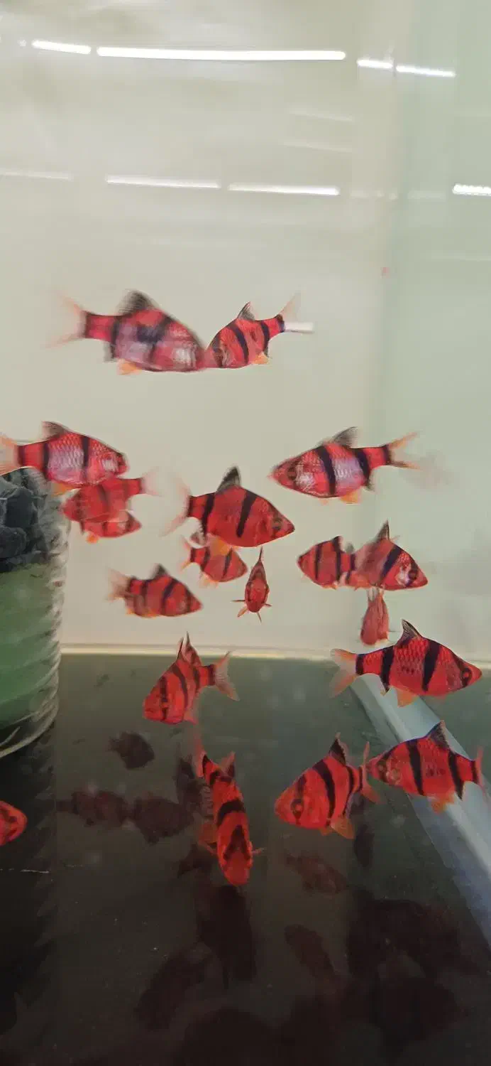 انواع ماهی.عمده و خرده|ماهی|هشتگرد, شهرک اقدسیه|دیوار