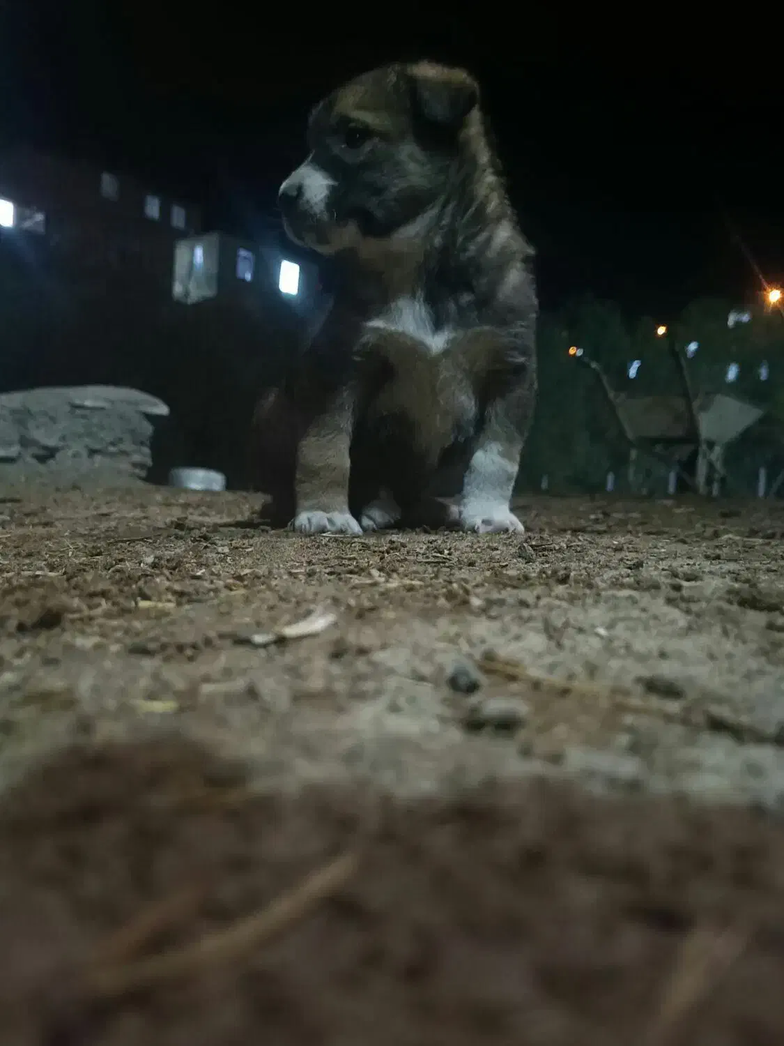 معاوزه باسراب|سگ|مریوان, |دیوار