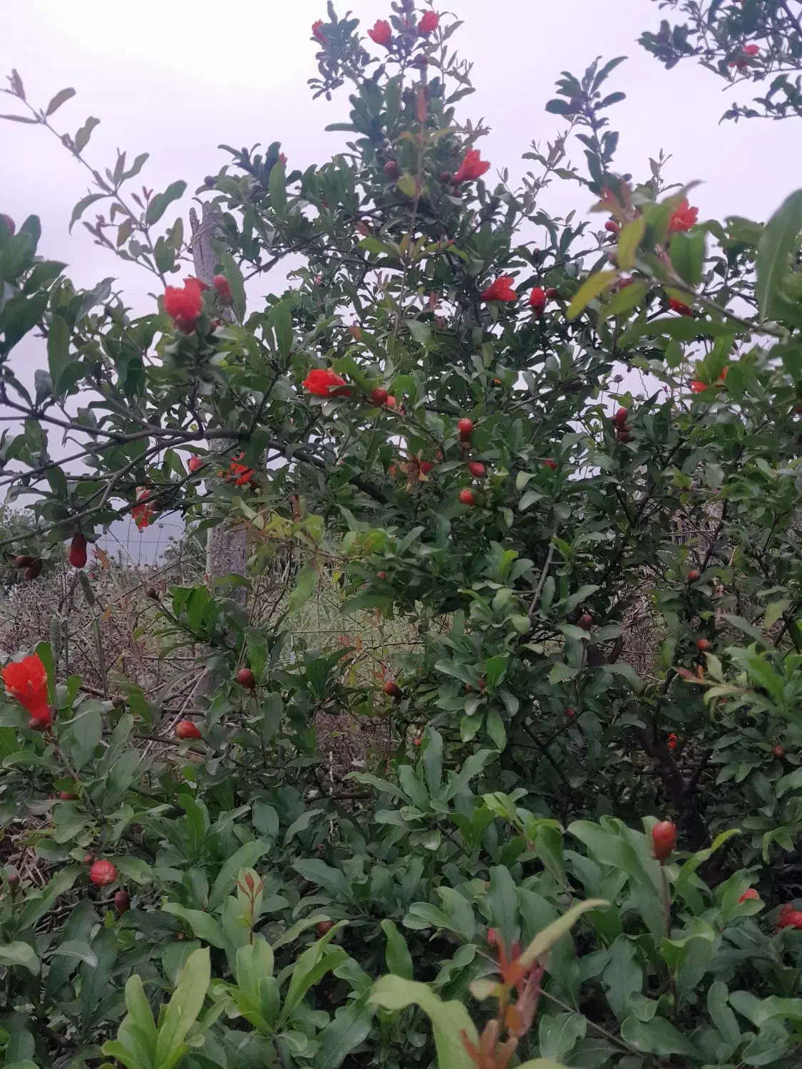 زمین نزدیک به بافت|فروش زمین و ملک کلنگی|القجر, |دیوار