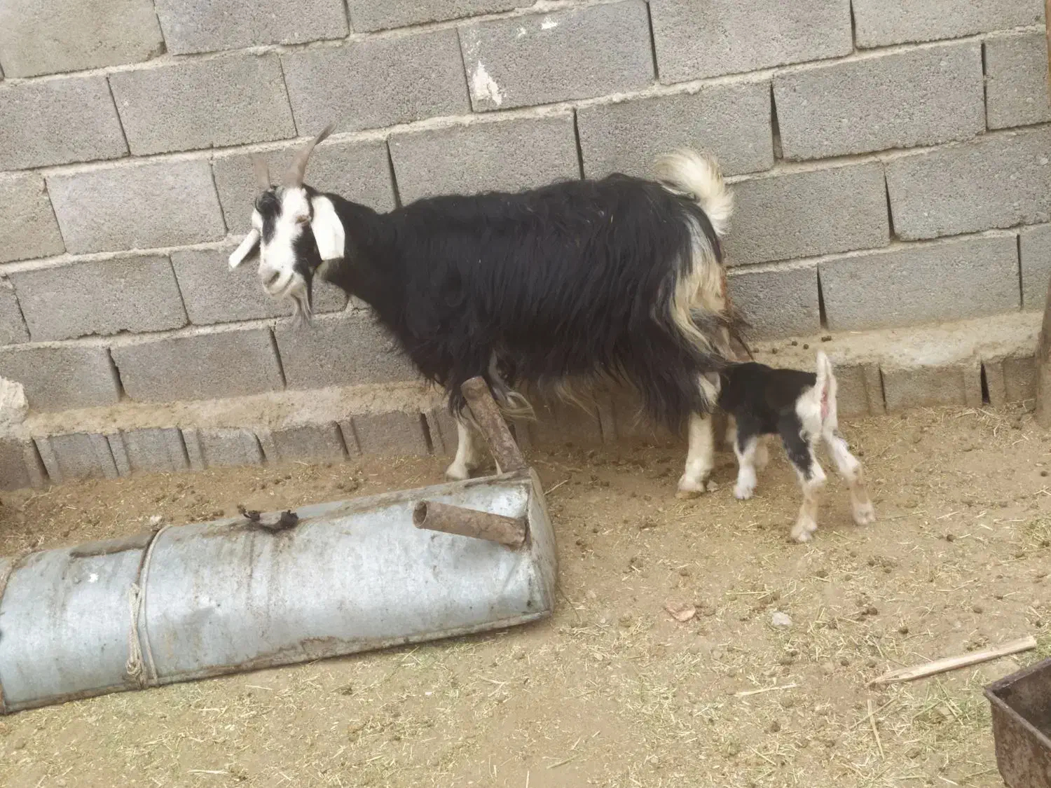 بزکهره دارجوان|حیوانات مزرعه|جهرم, |دیوار