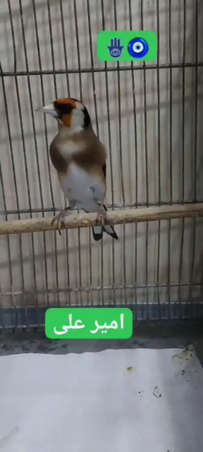 پرنده سهره چونه سفید جفتی،جوجه قفس یاسمین|پرنده|ری, دولتآباد|دیوار