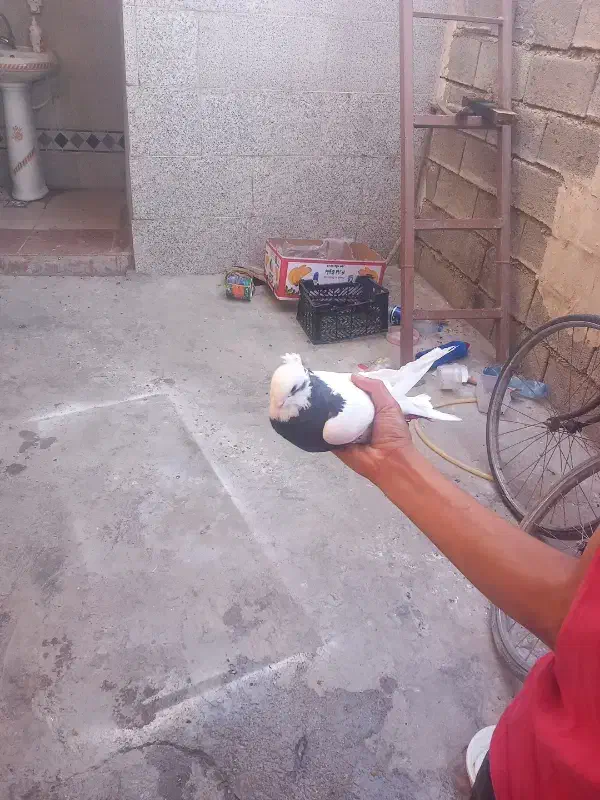 کبوتر|پرنده|باغ ملک, |دیوار