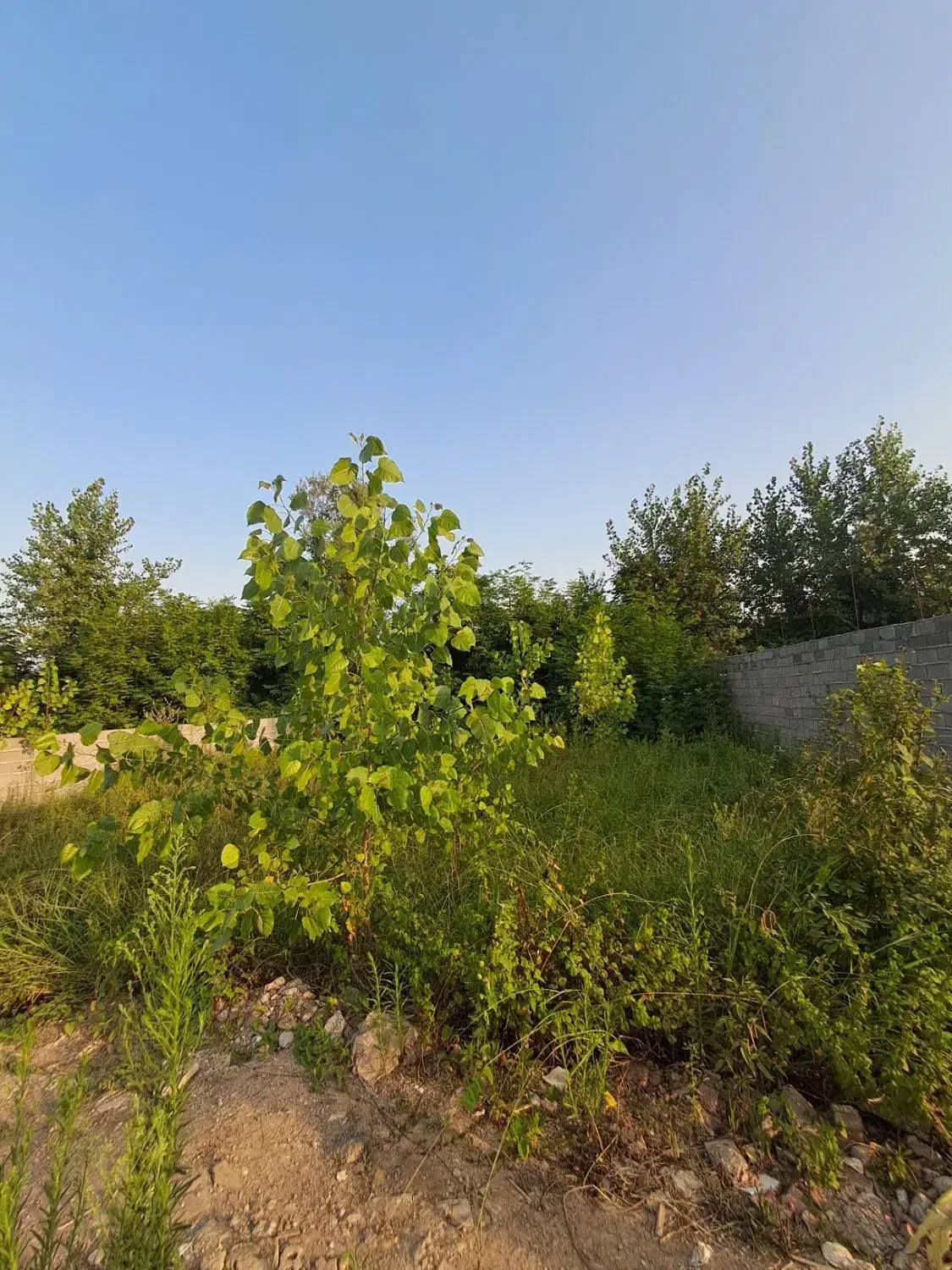 فروش زمین مسکونی در منگوده چند قدمی گلسار|فروش زمین و ملک کلنگی|رشت, پیله داربن|دیوار