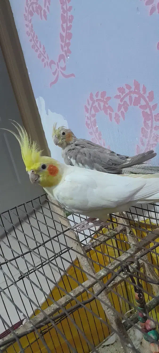 عروس هلندی|پرنده|کردکوی, |دیوار