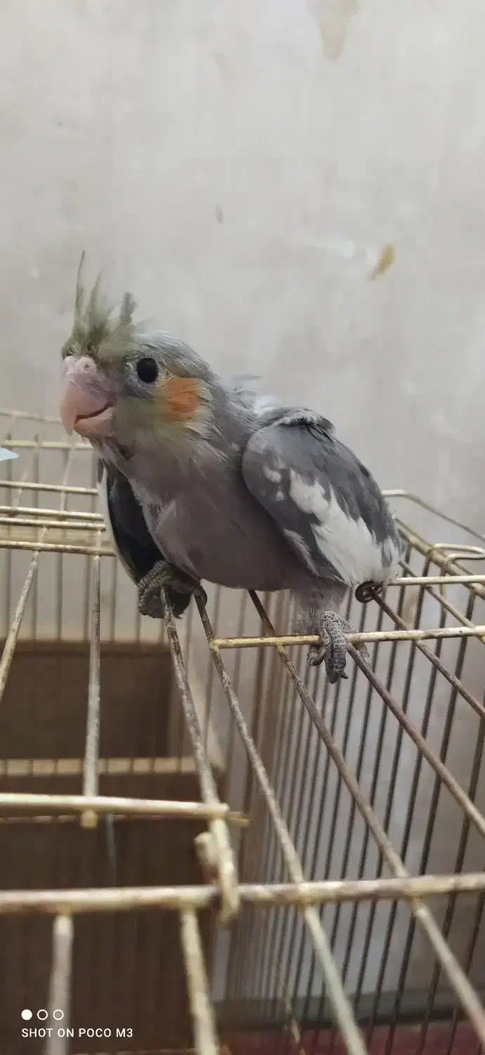 عروس|پرنده|اردکان, |دیوار