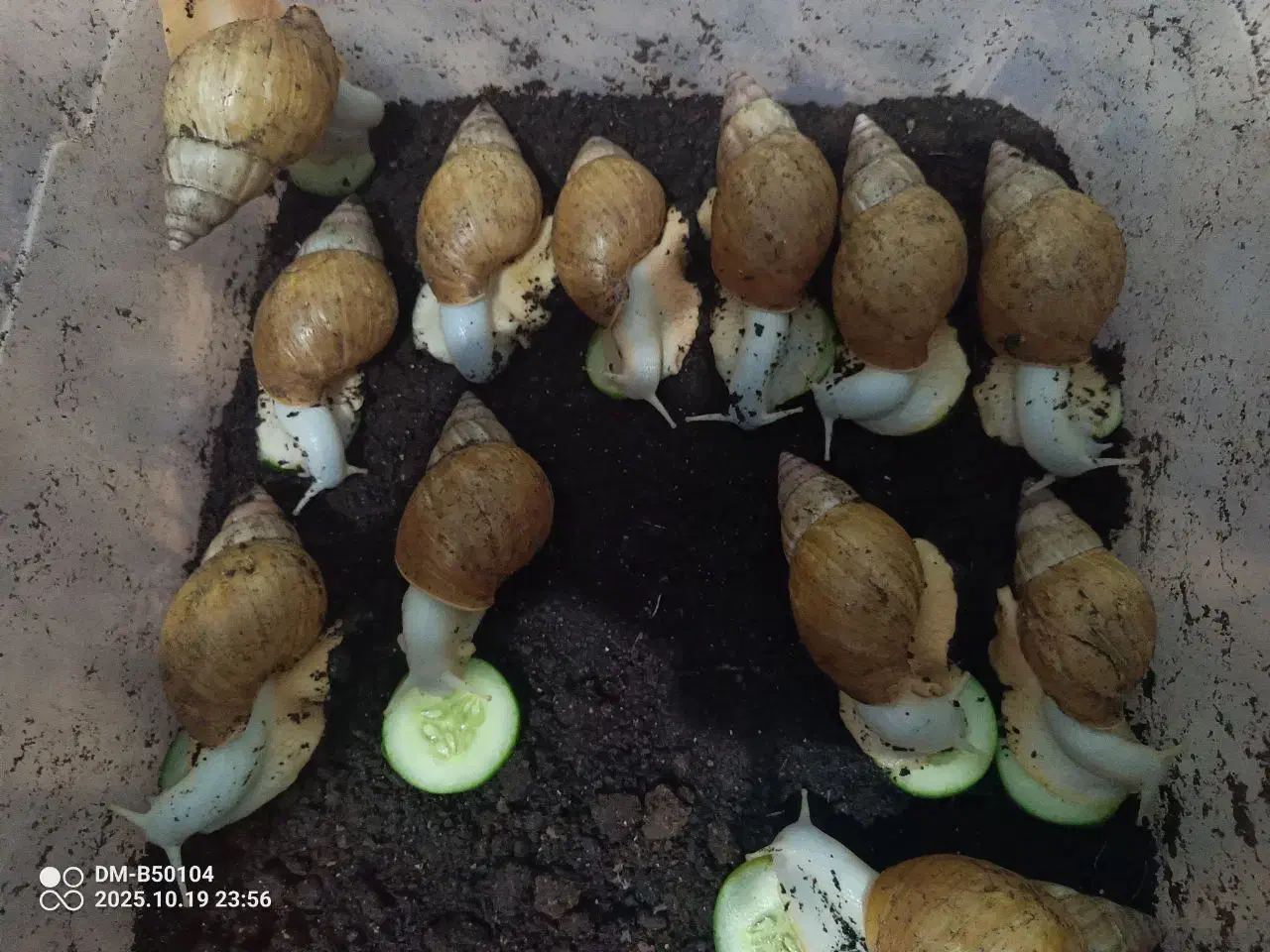 شغل دوم بی دردسر ، پاکسازی پوست ، حیوان خانگی|حیوانات مزرعه|آبیک, |دیوار