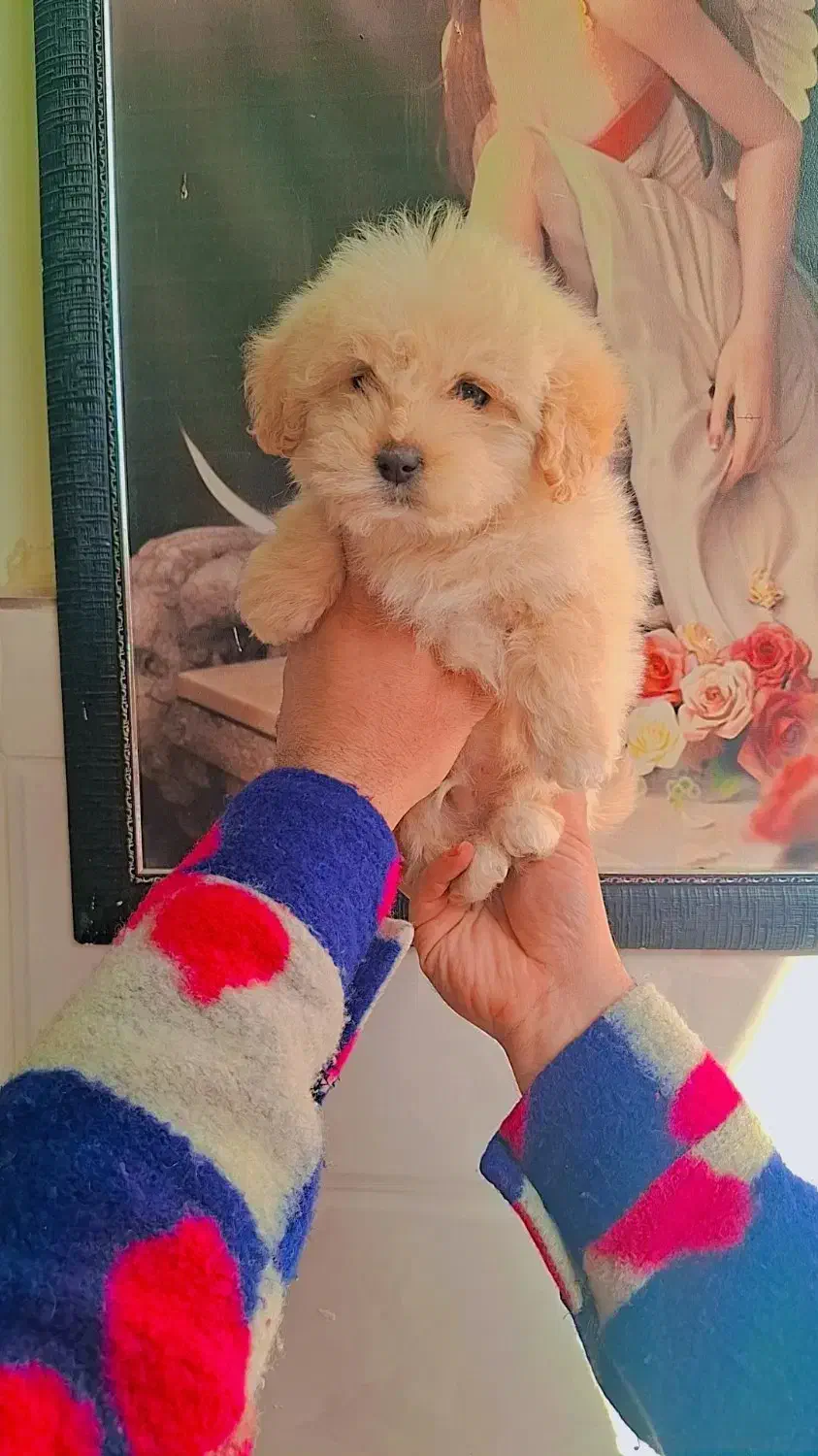 پودل کراس|سگ|رشت, گلسار|دیوار