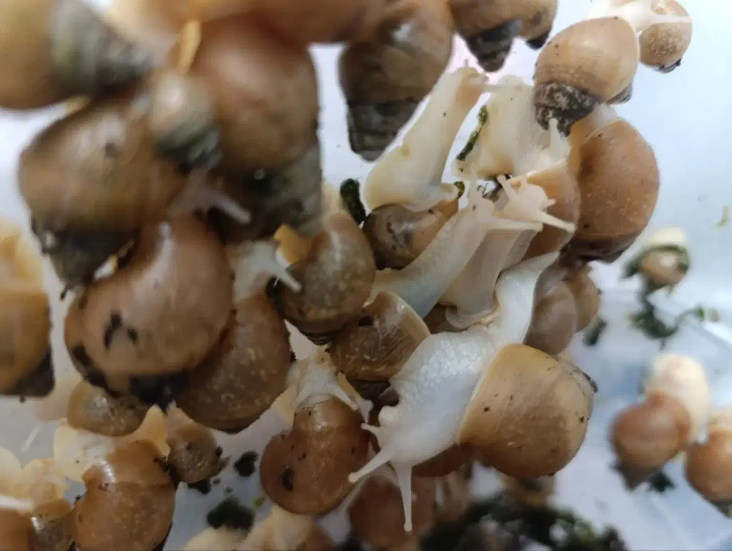 معاوضه حلزون ارایشی|خزنده|بیرجند, |دیوار