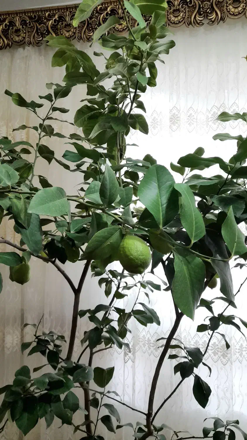 گل وگیاه|گل و گیاه طبیعی|مراغه, |دیوار